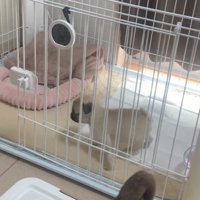 歩き出す犬