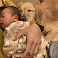 抱っこされた赤ちゃんに顔を寄せる犬