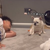 うっとうしがる小型犬