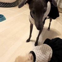 こちらを見る犬