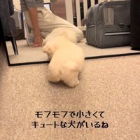 鏡を覗き込むような犬