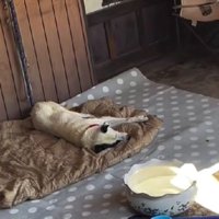 これからはのびのびと過ごしてね