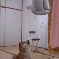 座って文句を言う柴犬