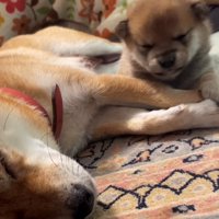 母犬の腕に顔を乗せて眠る子犬