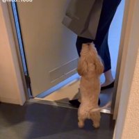 飼い主さんに飛びつくニコちゃん