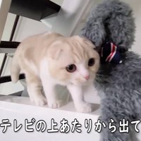 テレビの裏にいたみたい！