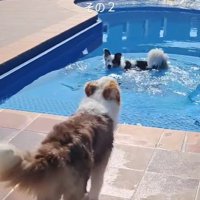 プールで遊ぶ二匹のボーダーコリー