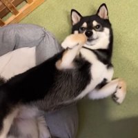 再びゴロ～ン