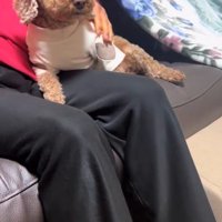 おばあちゃんから離れたくない茶々丸くん2