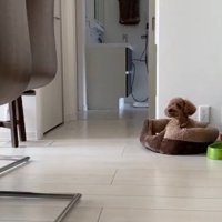 飼い主さんを見るりゅっくちゃん