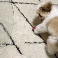 ベルを見つけたよもぎくん