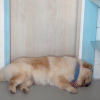 寝落ちした犬