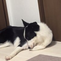 舐め続けるリコちゃん