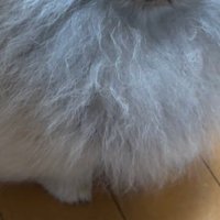 パヤパヤ