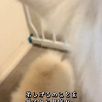 見つめる犬2