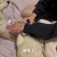 前脚を求められる犬