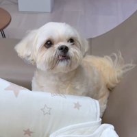 斜めを見る犬