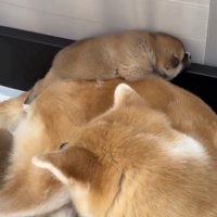 母犬の背中で眠る子犬