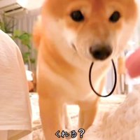 ゴムを咥えて飼い主さんの方に歩く豆柴