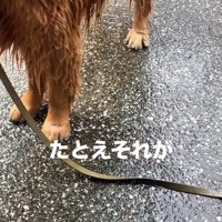葉っぱでも動かないチェスターくん