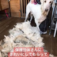 毛をカットしてさっぱり