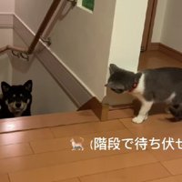 待ち伏せするはなちゃん