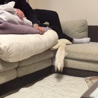 ソファに前足を伸ばす犬