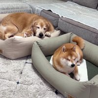 猫さんもやってきた