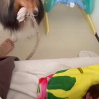 ロープを咥えたまま、赤ちゃんの隣に立ち尽くす犬