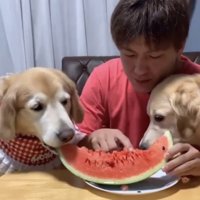 種を取る人