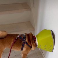 「こんなの付けたくない…！」