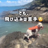方向転換をして男性を見つめる犬