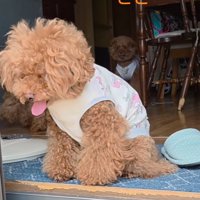 後ろから見守る犬