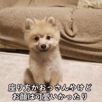 足を広げて座る子犬