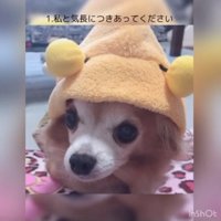 チッチちゃん