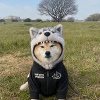 狼