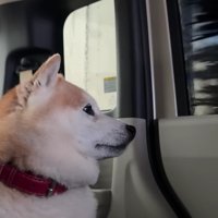 不安そうにキョロキョロ