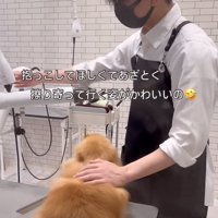 視線を送る犬