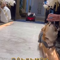 参列者へ挨拶する中型犬