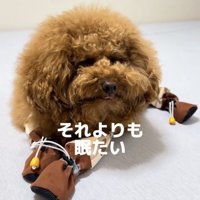眠そうな犬