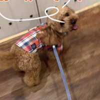 ドアを開けてと飼い主さんにアピールするトイプー