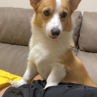 笑顔のコーギー