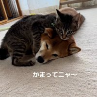 かまってほしいゆずくん