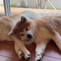 寝るときはふたり並んで♡