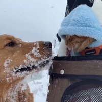 よもぎちゃん＆だいず君の雪への反応7