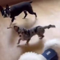 室内遊びを満喫中♪