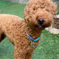 歯茎モンスターのえるもくん4