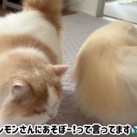 レモンちゃんを遊びに誘う