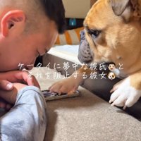 スマホを触る男性を見つめる犬