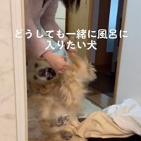 家族の腕から抜け出す犬